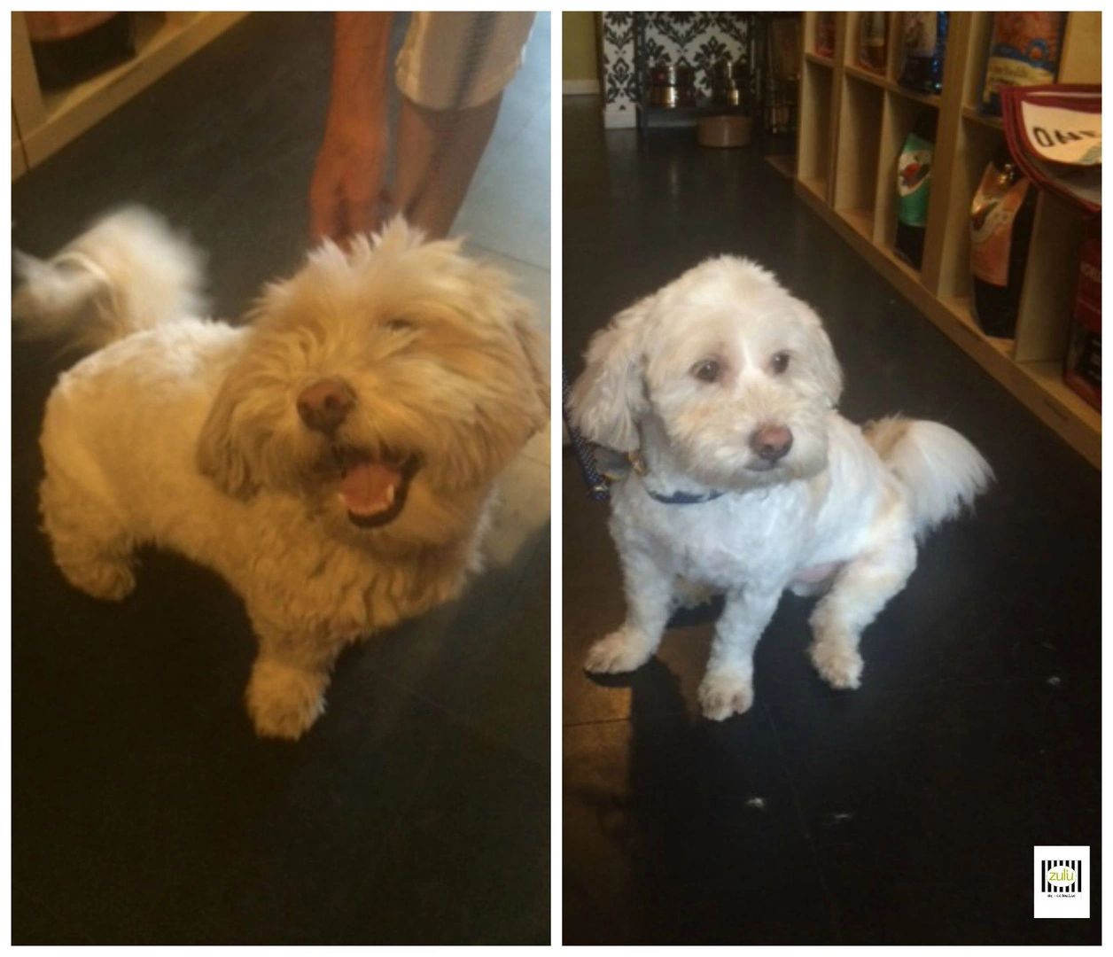 Pet portrait at Zulu boutique