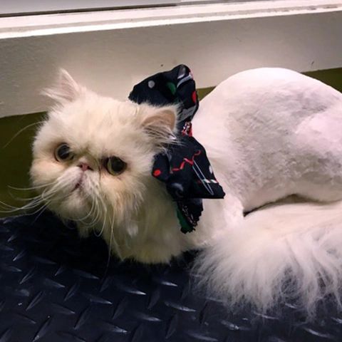 Pet after bath and trim